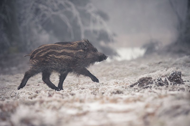Кабан фото превью
