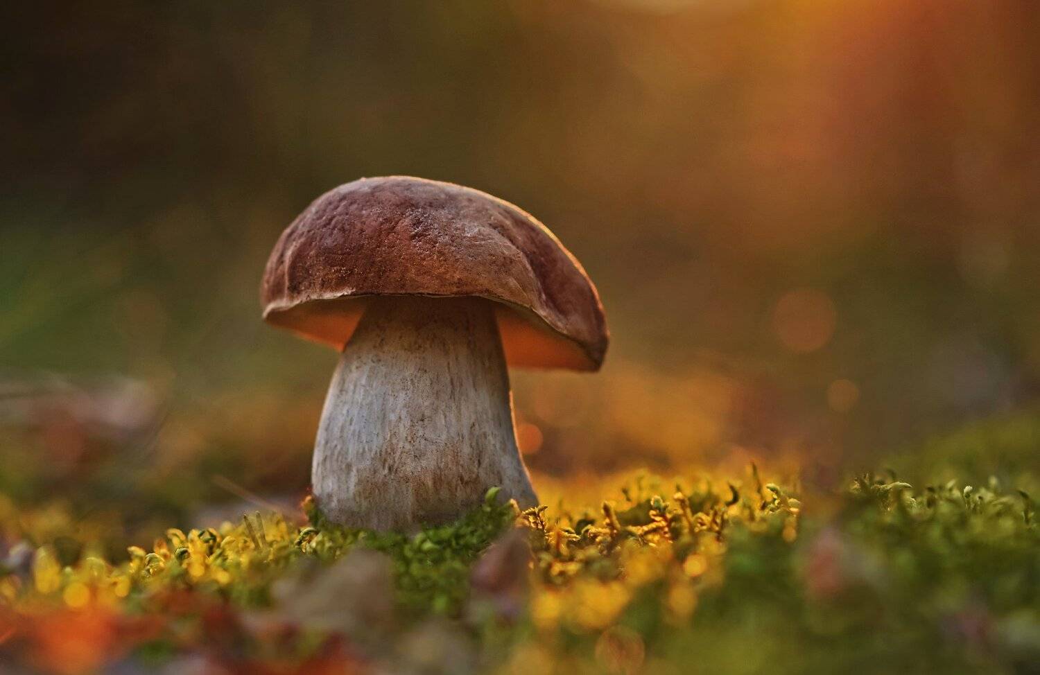 боровик, закат, природа, Александр Гвоздь