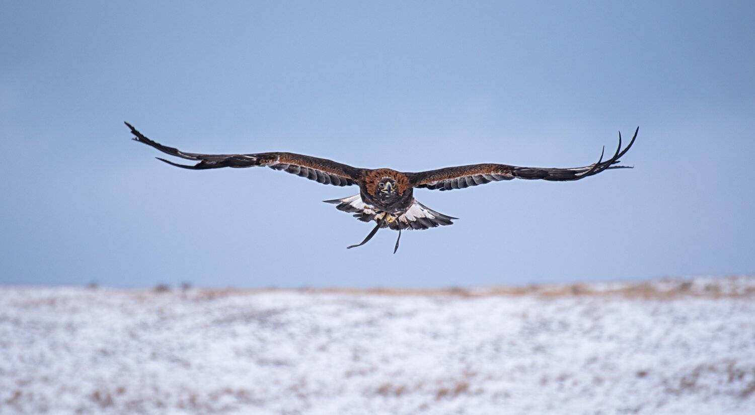 беркут., Евгений Дроботенко