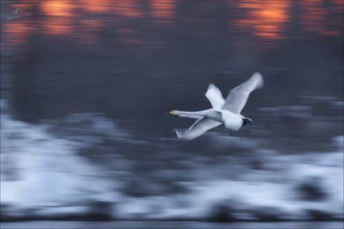 ГУСИ-ЛЕБЕДИ ...