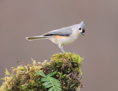 Острохохлая синица - Tufted Titmouse