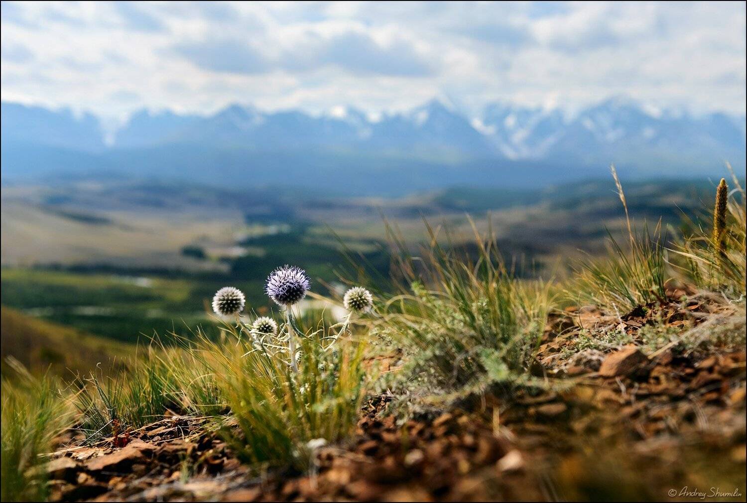 , Андрей Шумилин