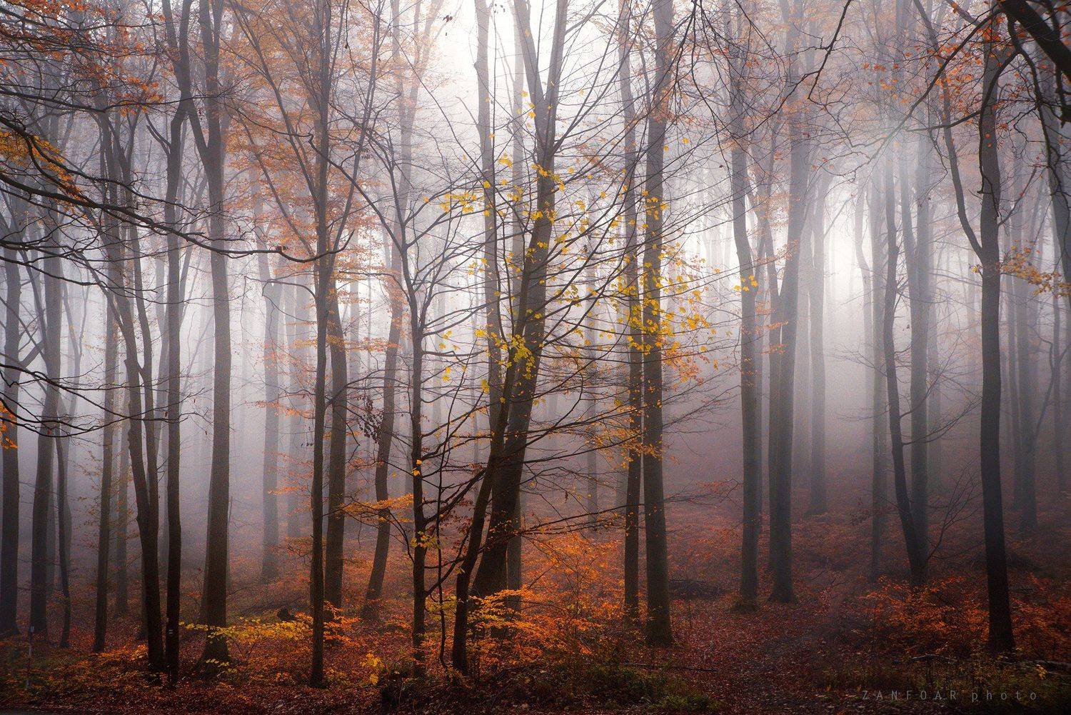 таинственный, лес,zanfoar,czech republic,nikon d750,nature,landscapes,чехия,  Zanfoar