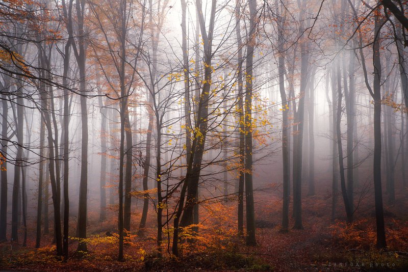 таинственный, лес,zanfoar,czech republic,nikon d750,nature,landscapes,чехия таинственный лес фото превью