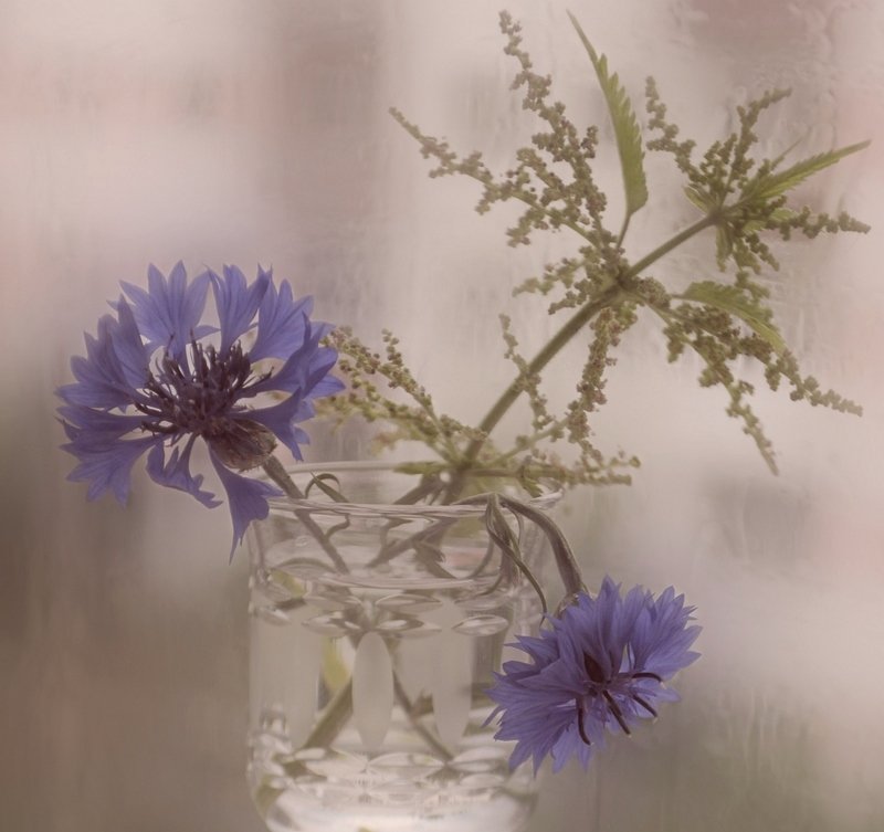 Васильки с крапивой фото превью