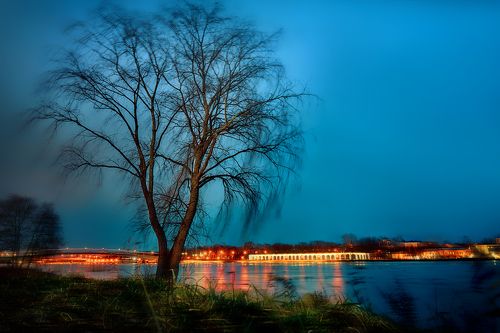 Дерево на берегу Волхова