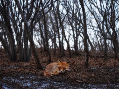 Грустный лисенок в осеннем лесу.