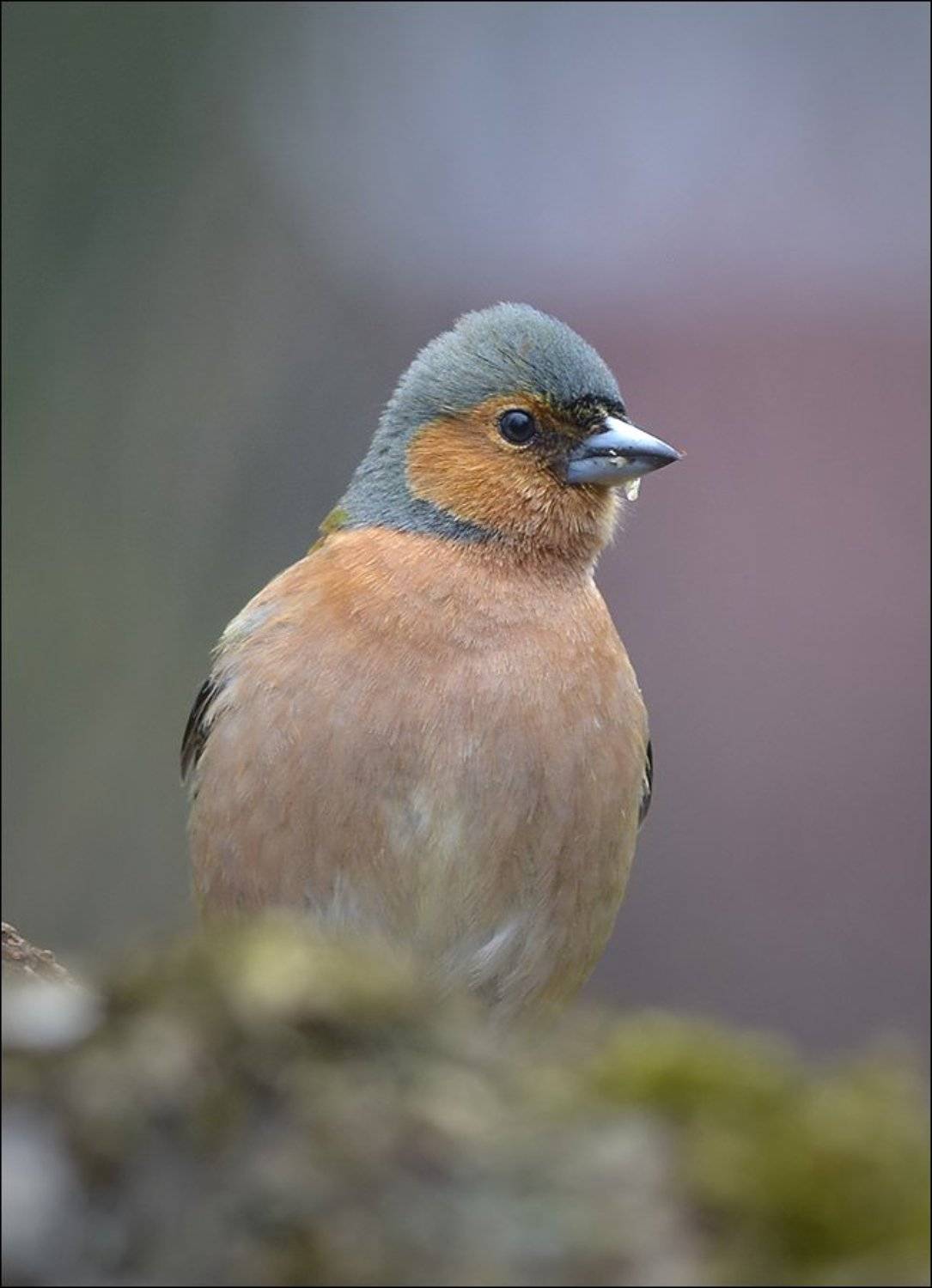 зяблик, Андрей Медведев
