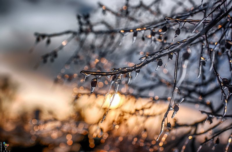 Iced Tree фото превью