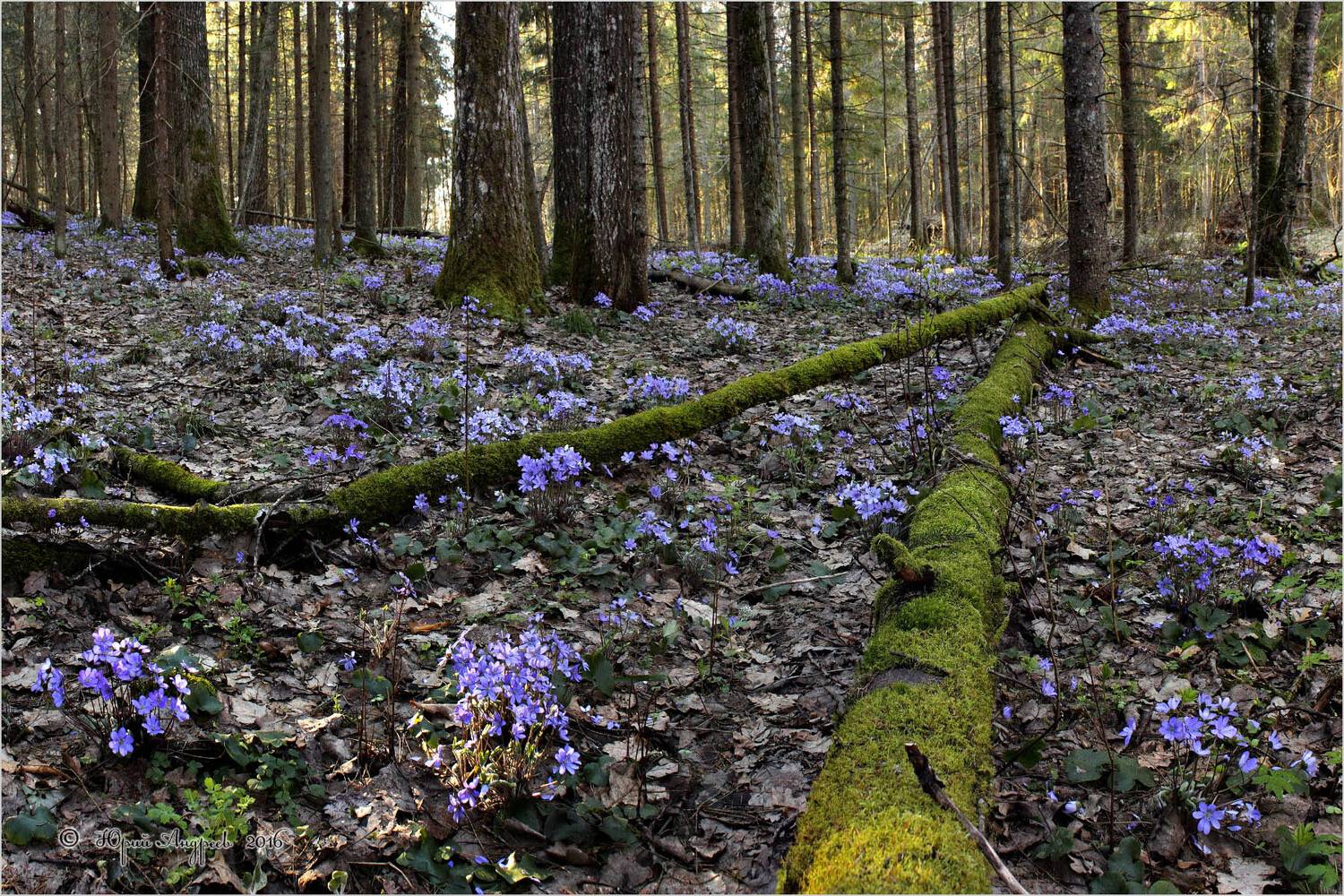 печеночница, благородная, перелеска, лес, цветы, hep&aacute;tica, n&oacute;bilis, Юрий Андреев