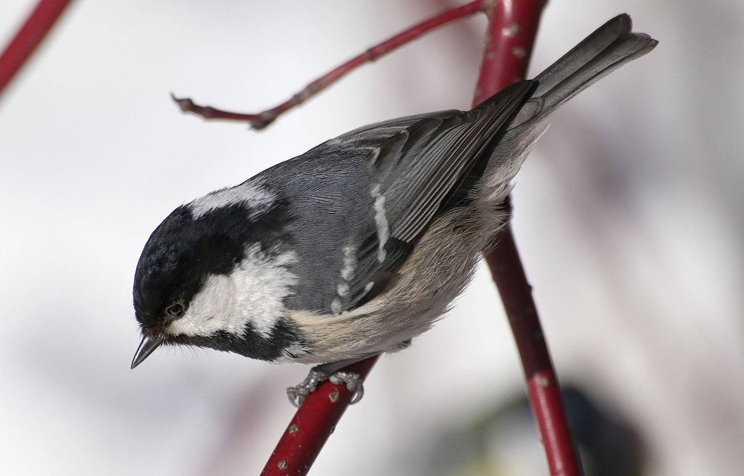 Periparus ater. Автор: Александр Зорин , Александр Зорин