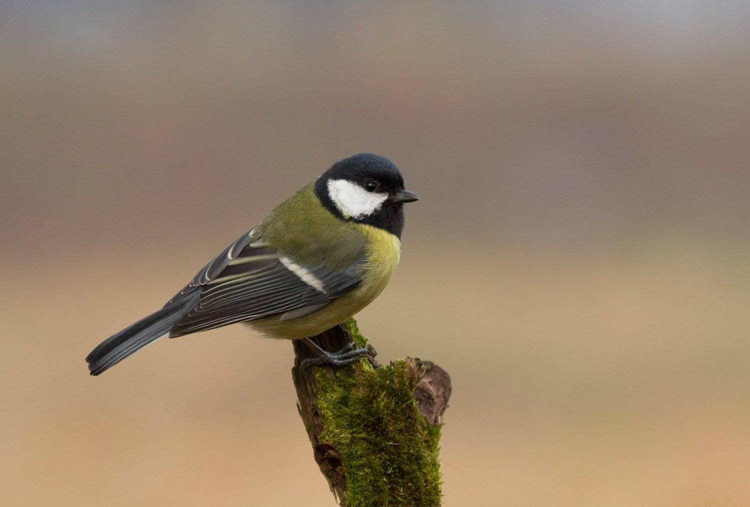 , Janina J?drzejewska-Szombara
