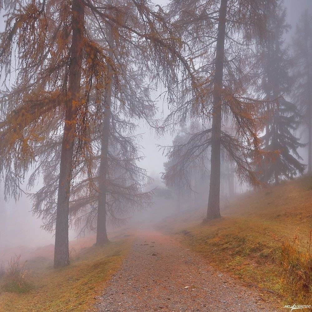 swiss, Матвеев Николай