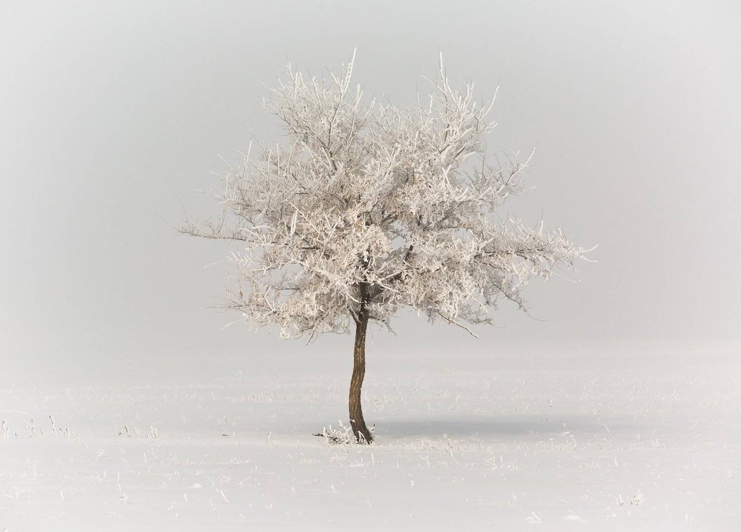 , Дмитрий Петухов