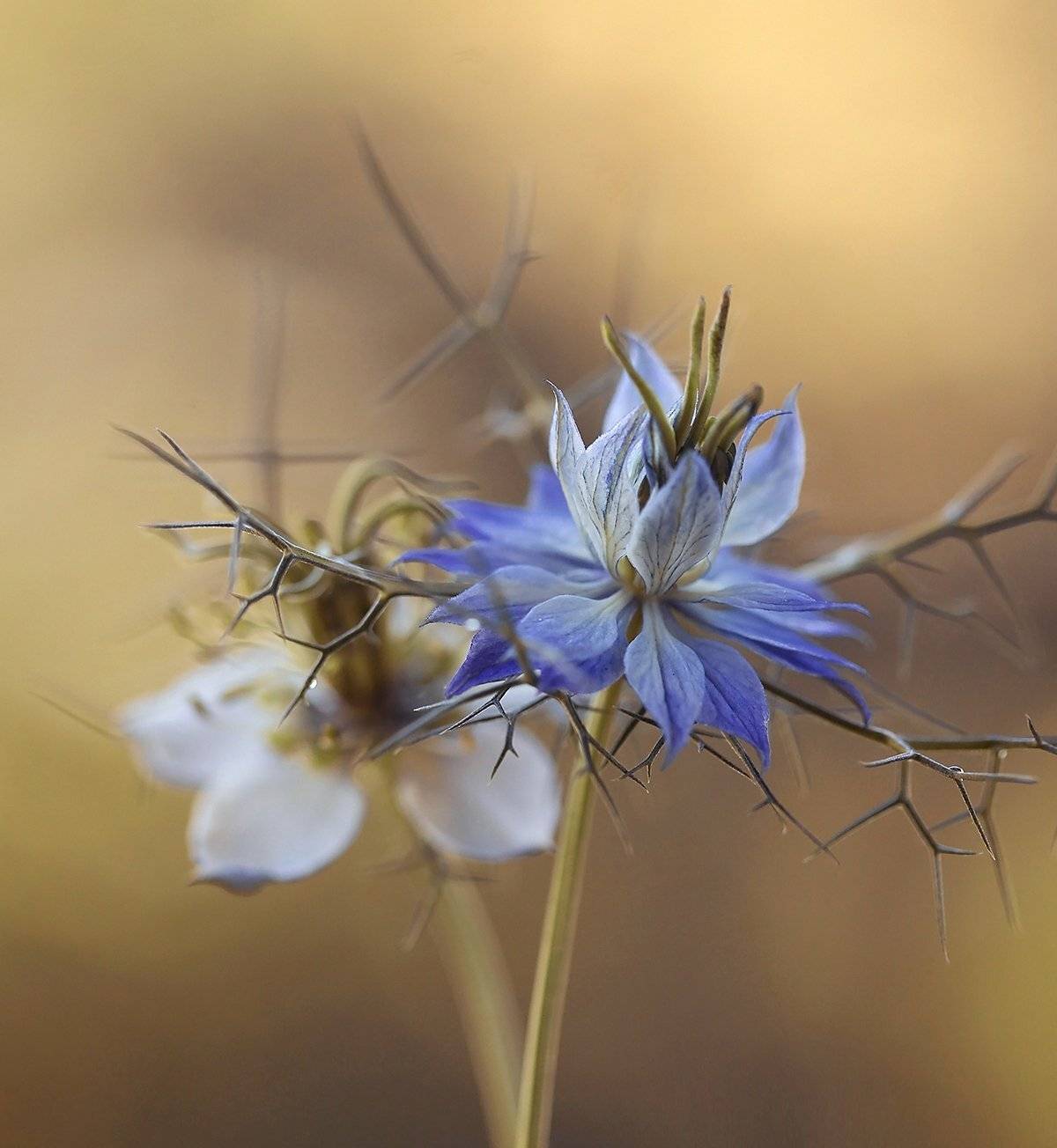 Nigella. Автор: Mycatherina , Mycatherina
