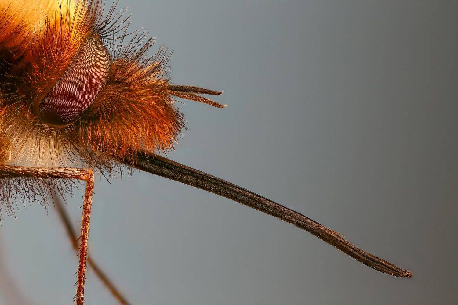 муха макро природа синий  цвет портрет , Андрей Шаповалов