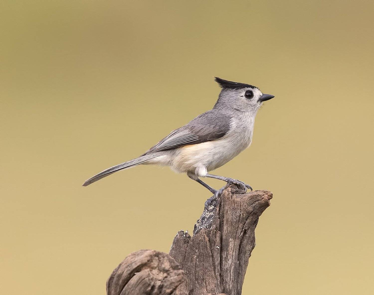 синица чёрнохохлатая, black-crested titmouse, titmouse, синичка, tx, Elizabeth Etkind
