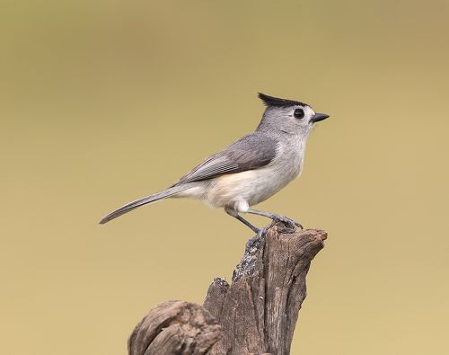Синица чёрнохохлатая - Black-crested Titmouse