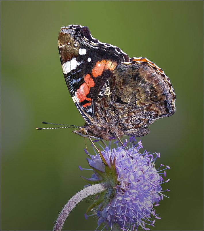 адмирал *** фото превью