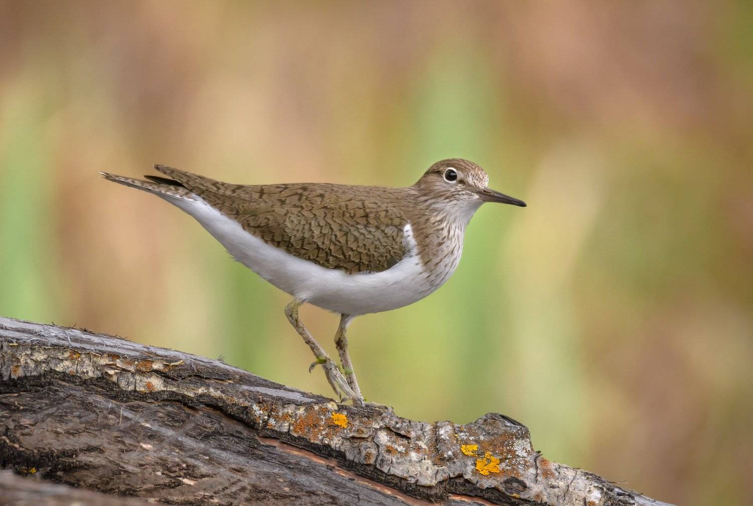 перевозчик, Полистовский заповекдник, птица на бревне, птица на пёстром фоне, рассеянный свет, Actitis hypoleucos, псковская область, Ксения Соварцева