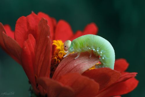 Гусеница и цветок