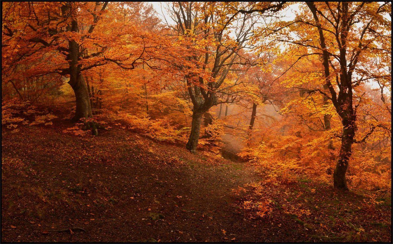 , Владимир Метцгер