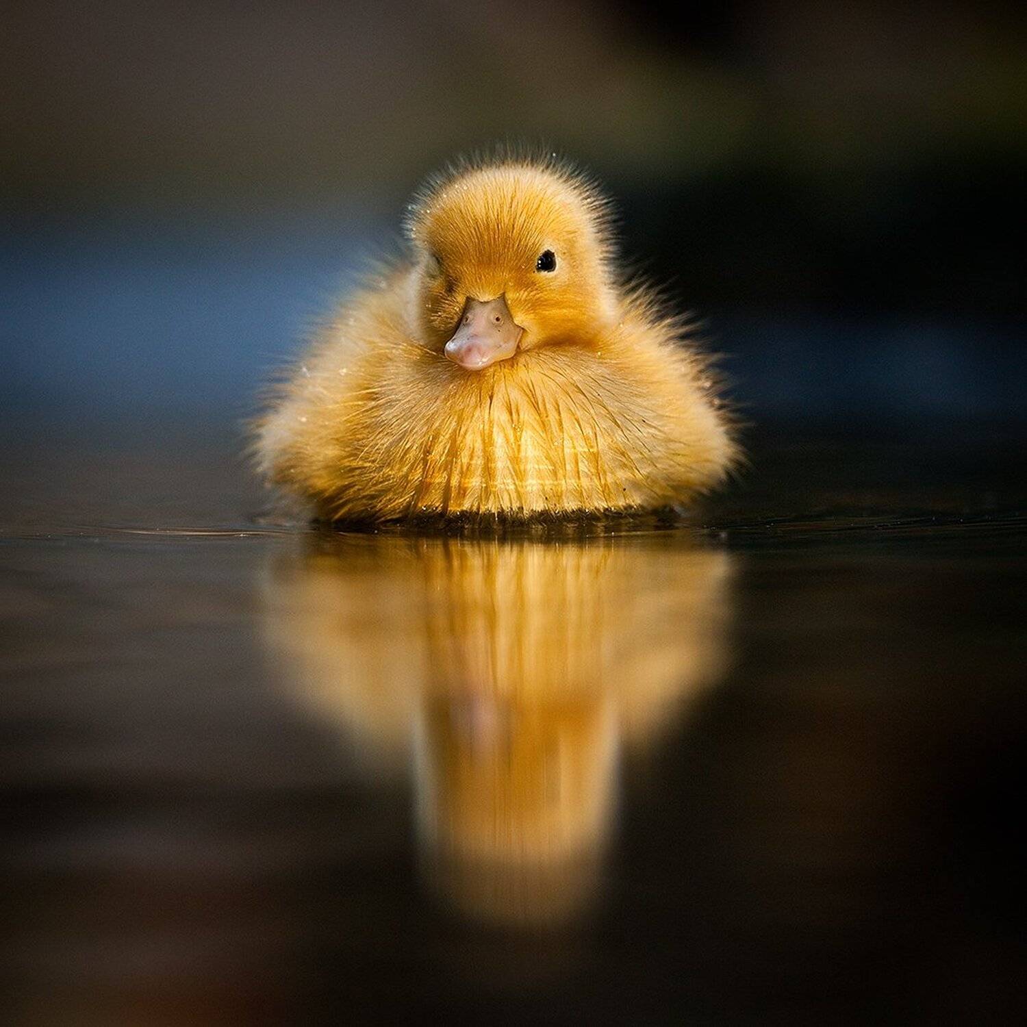 , Robert Adamec