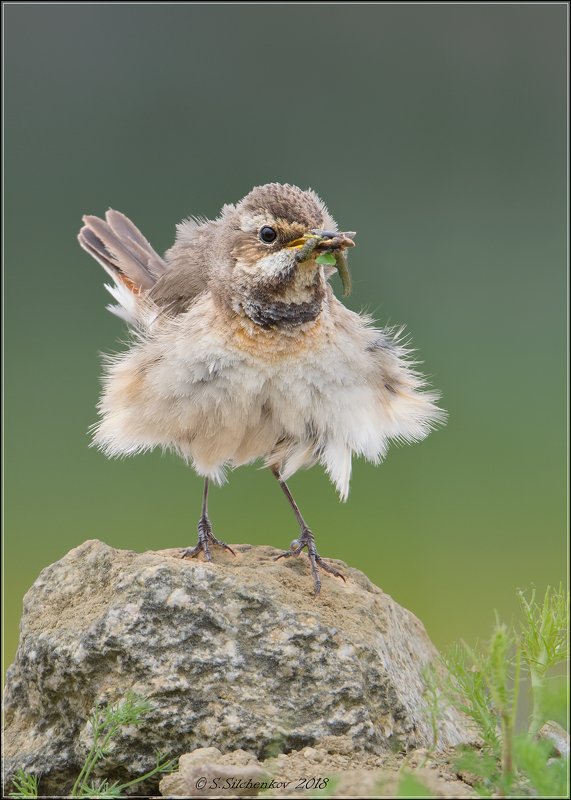 *** фото превью