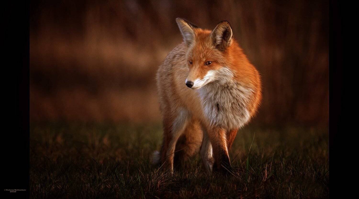, Валерий Субачев