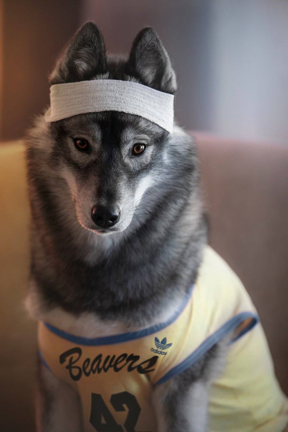 husky, dogs, siberian husky, Erika Tsogoeva