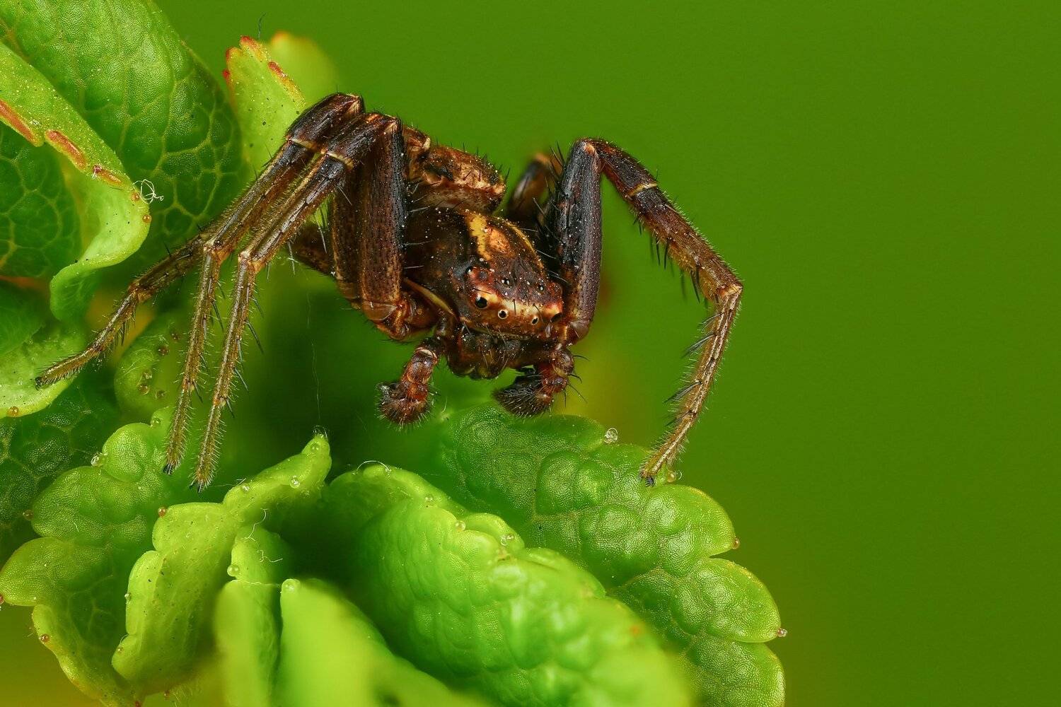 паук макро природа цвет травинка зеленый, Андрей Шаповалов