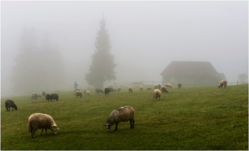 карпаты  фото превью