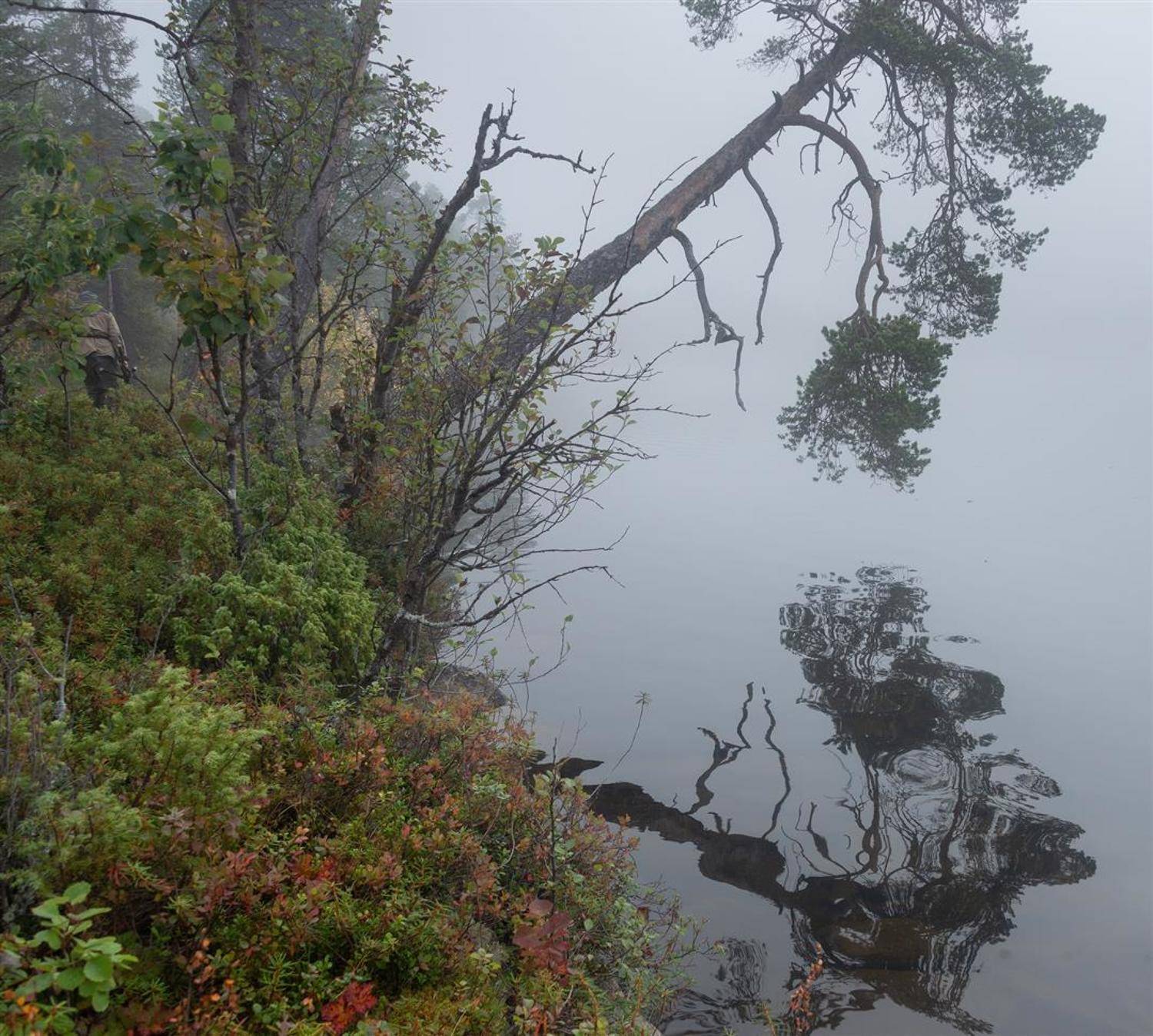 foggy morning, fog, туман, кольский, Анастасия Малых