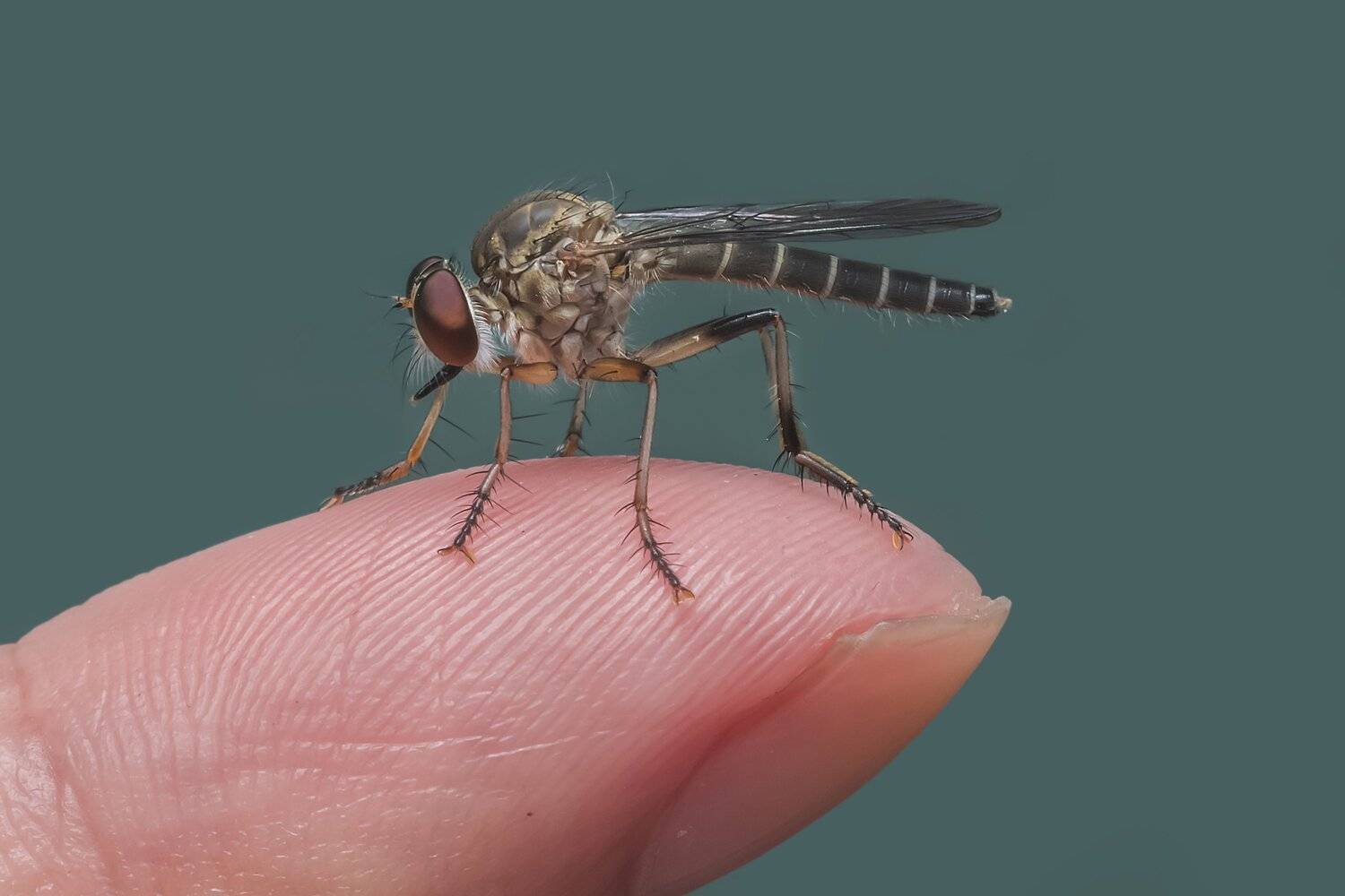 insect, fly, macro, animal, close up, small, light, focus, beautiful, beauty, eyes, big eyes, robber fly, prey, nature, natural, outdoor, NeCoTi ChonTin