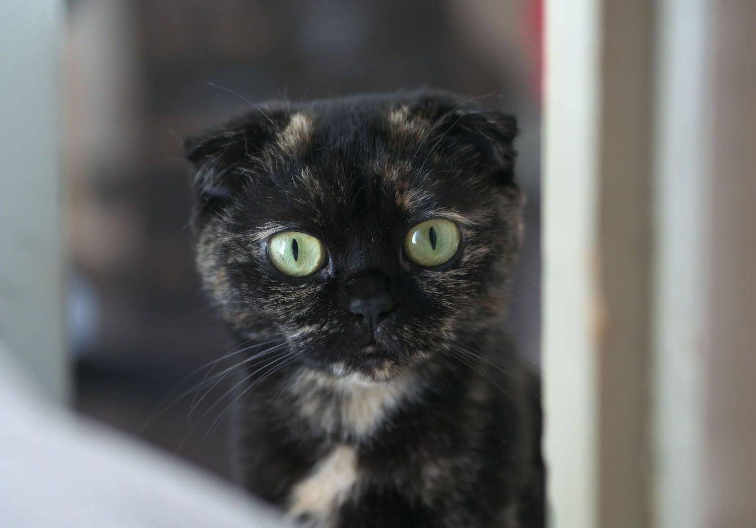 , Сергей Харитон