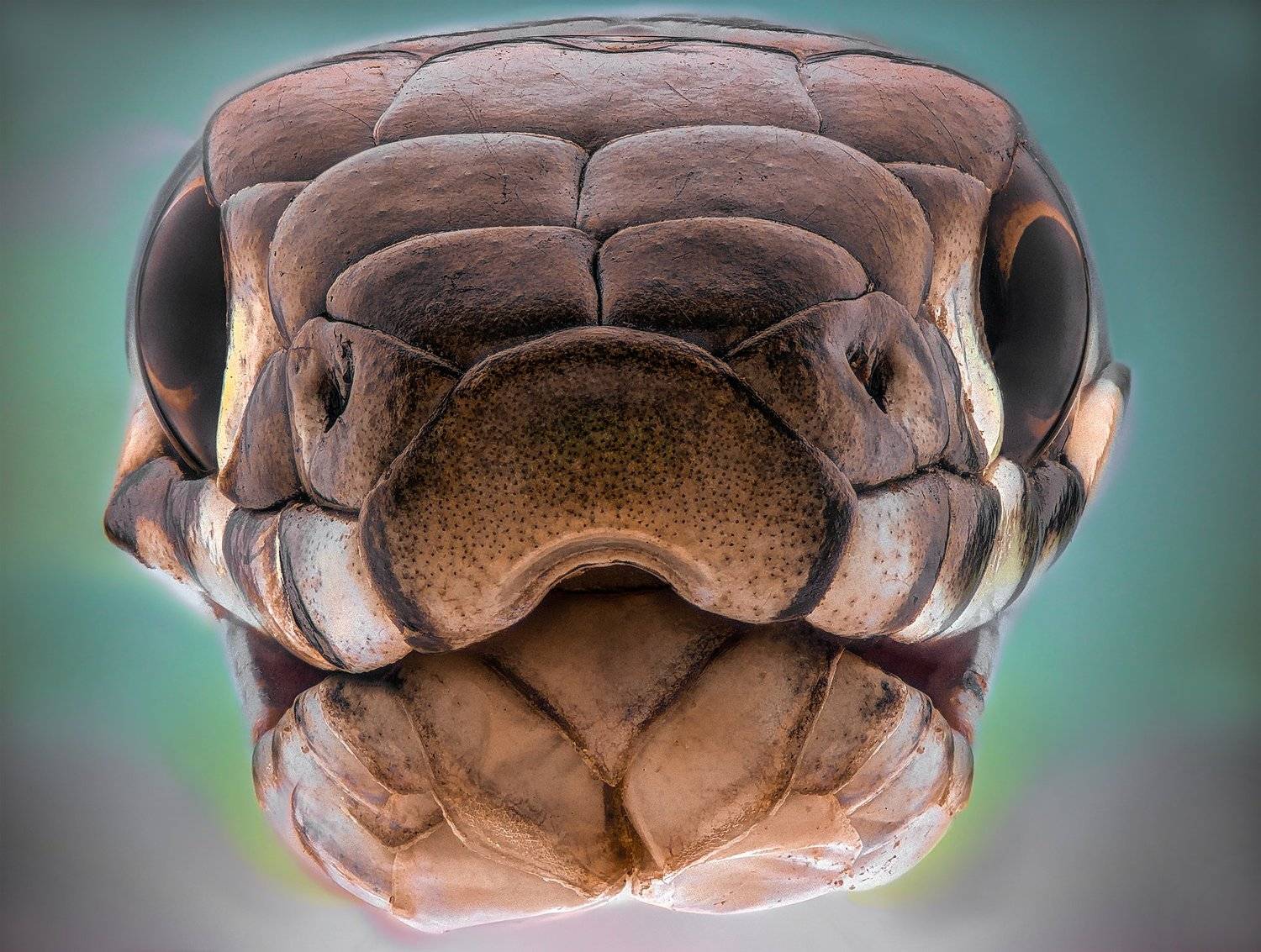 ceclii, Tsvetan Ganev