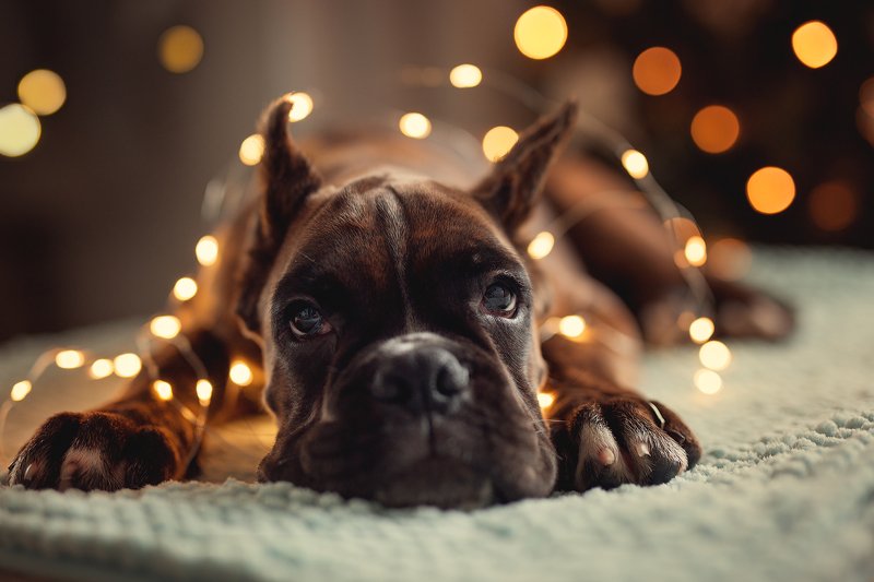 Mars фото превью