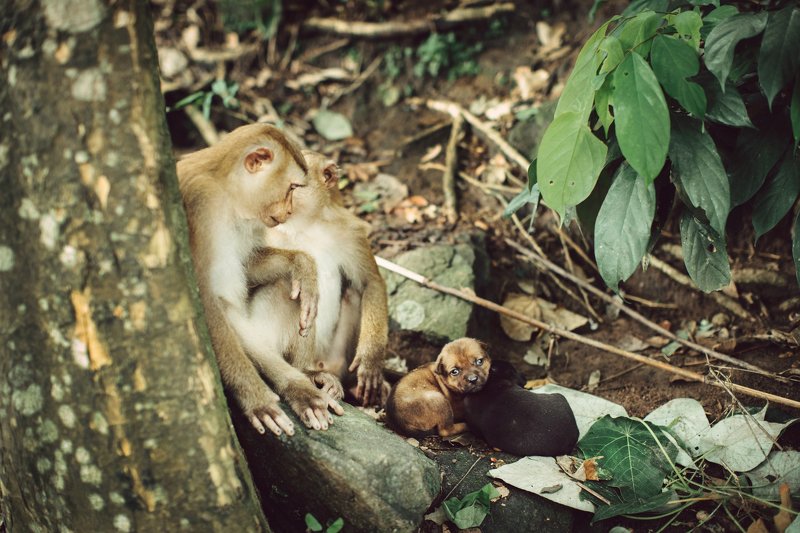 обезьяны обезьяна щенки собаки Семья фото превью
