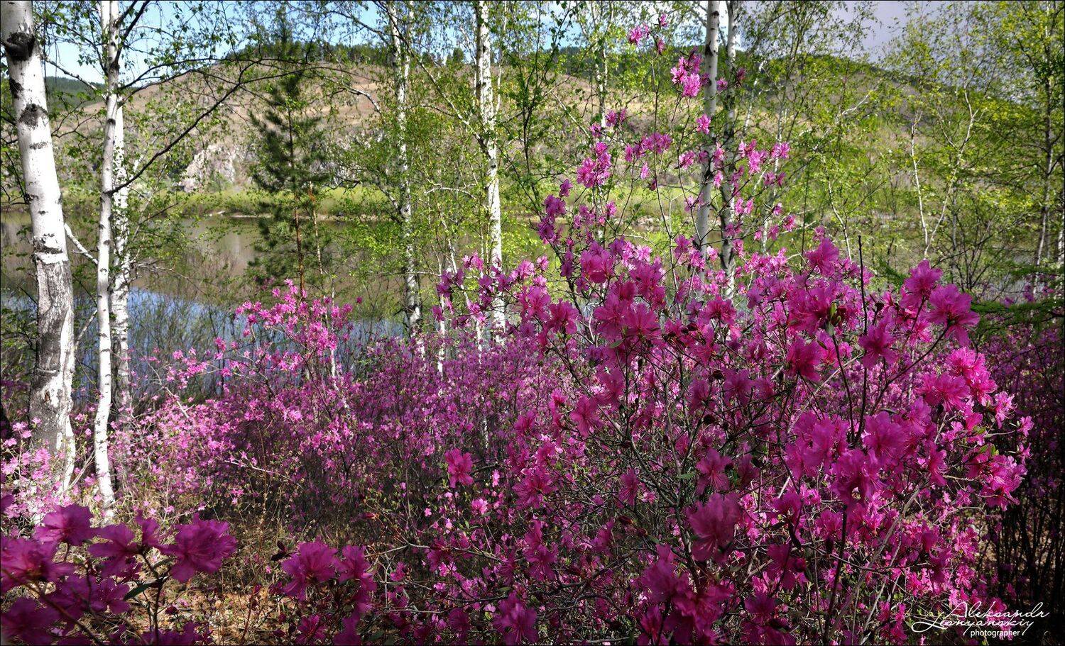 забайкальский край, Александр Леснянский