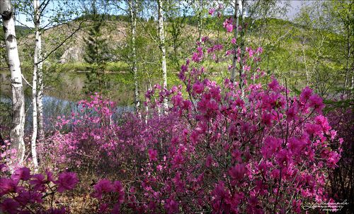 Забайкальская весна