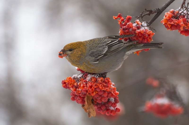 Щур (самка). фото превью