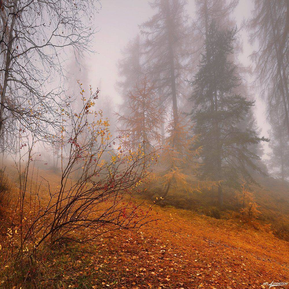 swiss, Матвеев Николай