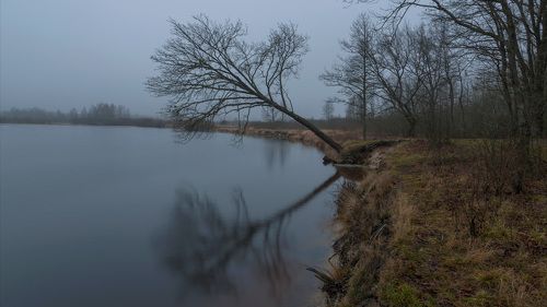 Дерево над рекой