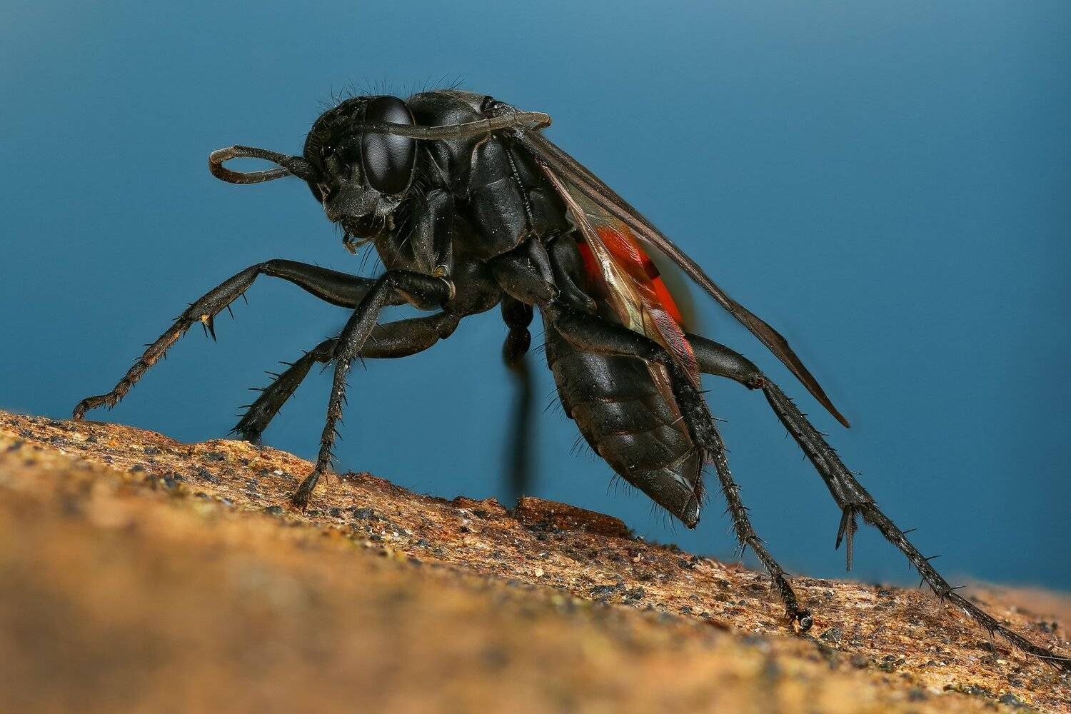 оса, макро, природа, синий, , цвет, портрет, Андрей Шаповалов