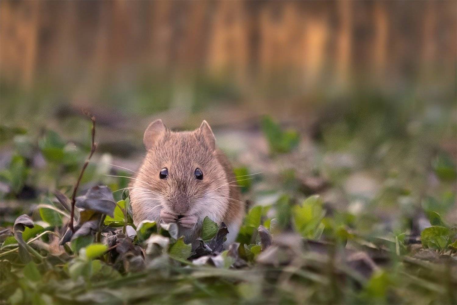 мышка, декабрь, закат, Наталия Сытина