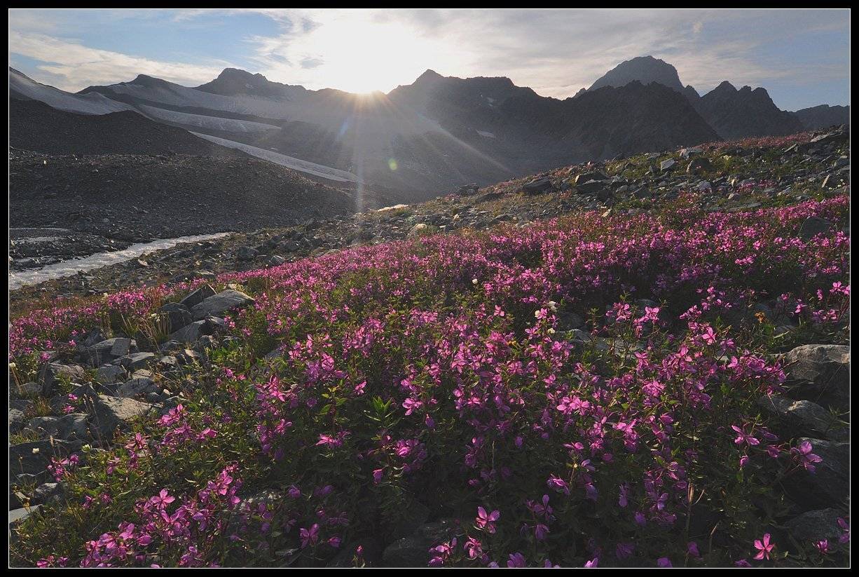 алтай, вечер,  горы, цветы, АНАТОЛИЙ ДОВЫДЕНКО