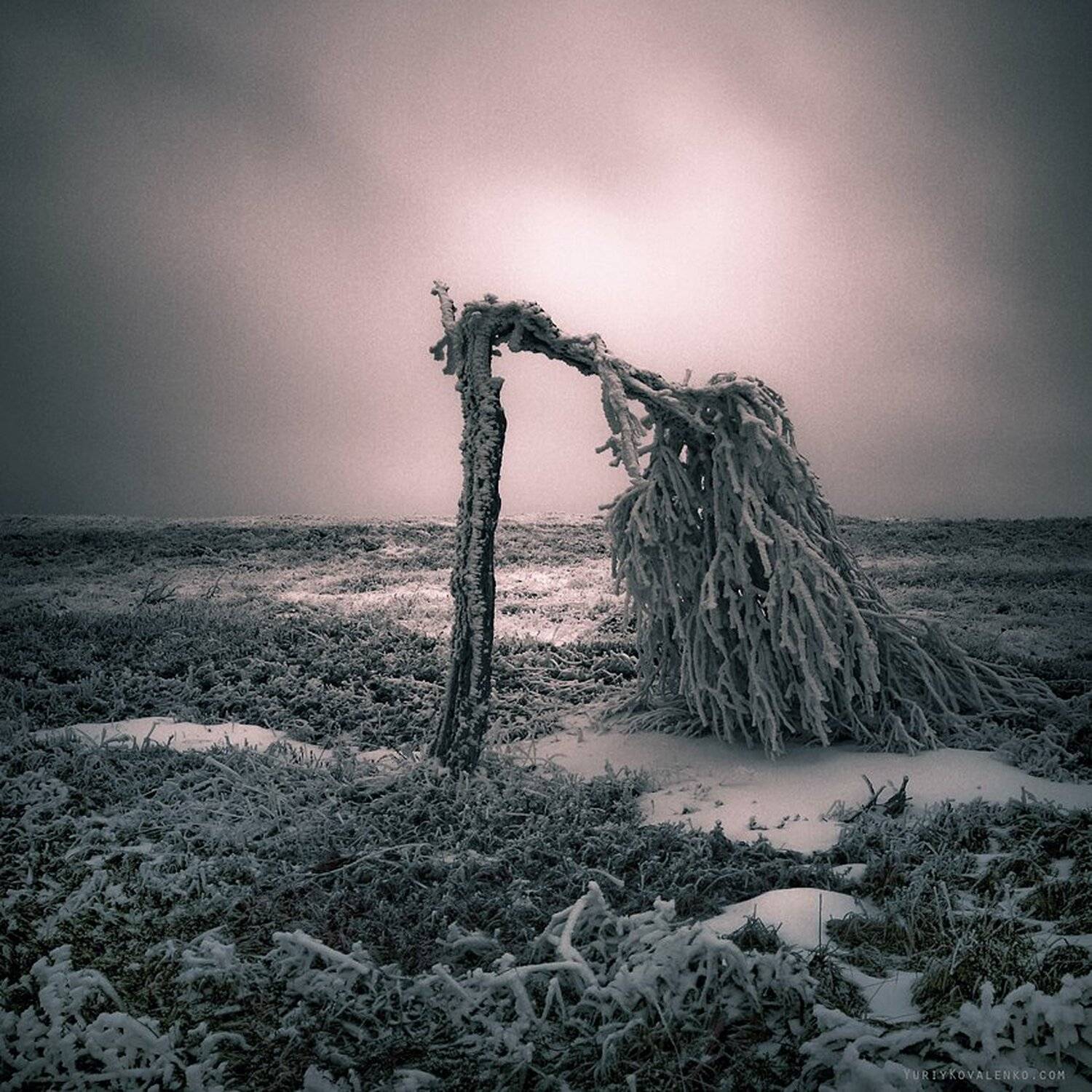 kovalenko, крым, пейзаж, туман, демерджи, дерево, Юрий Коваленко