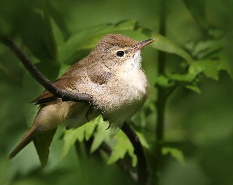 На пригревенке. фото превью
