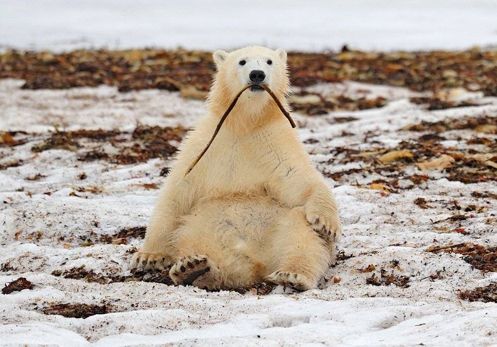 , Алексей Тищенко