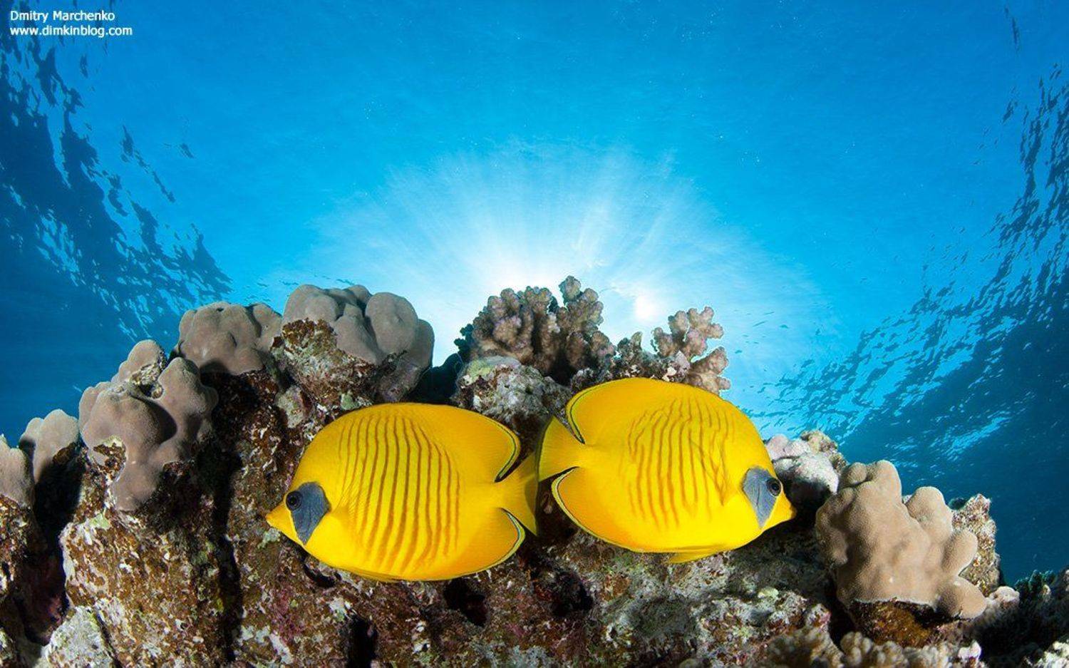 рыбы бабочки, butterfly fish, underwater, Дмитрий